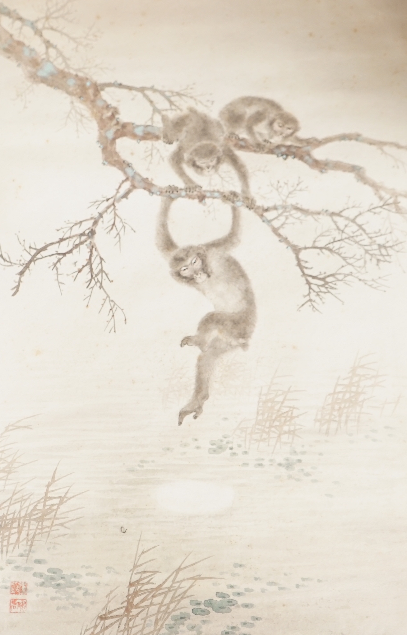 Chinese School, watercolour on card, Monkeys on a branch, with red seal marks, 50 x 32cm, unframed